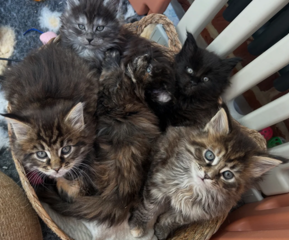 reinrassige Maine coon babys