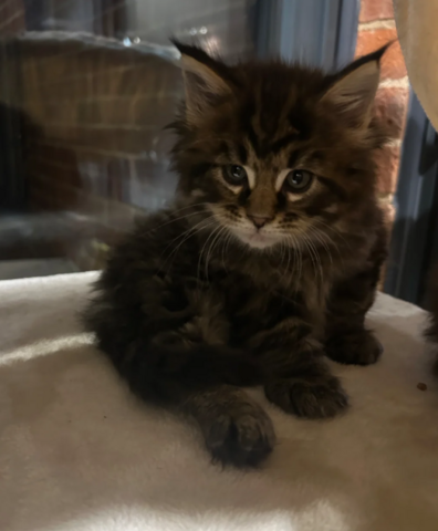 reinrassige Maine coon babys