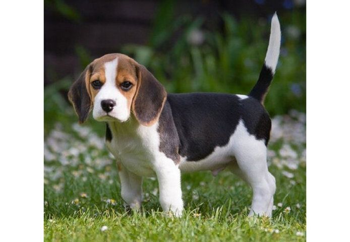 Beagle Welpen, sozialisiert