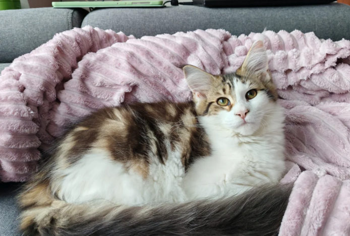 reinrassige Maine coon babys