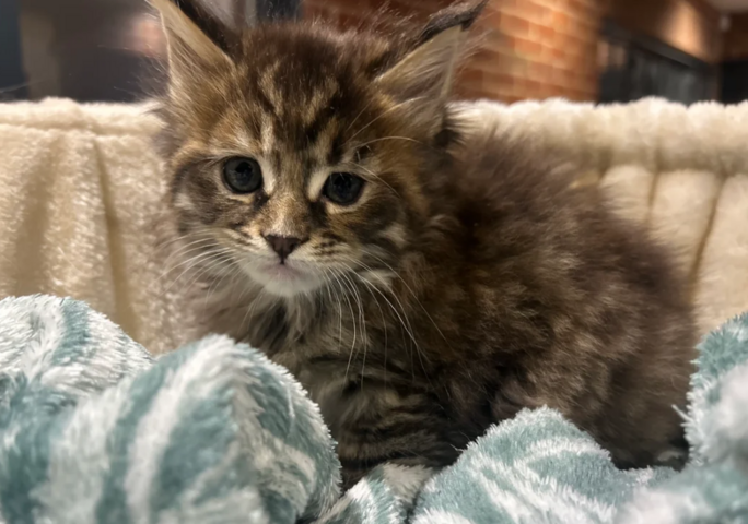 reinrassige Maine coon babys