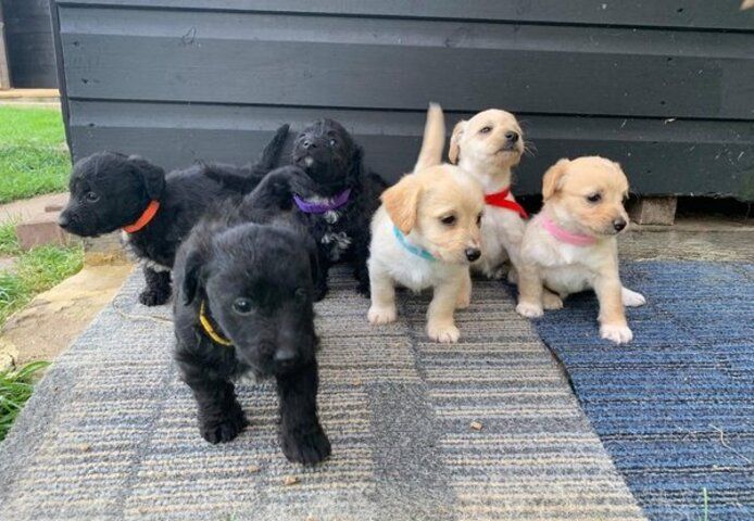 Wunderschöne Jackapoo Welpen suchen ein liebevolles Zuhause