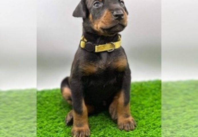 Dobermannwelpen (KC-registriert) zu verkaufen