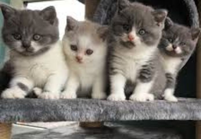 Scottish-Fold-Kätzchen