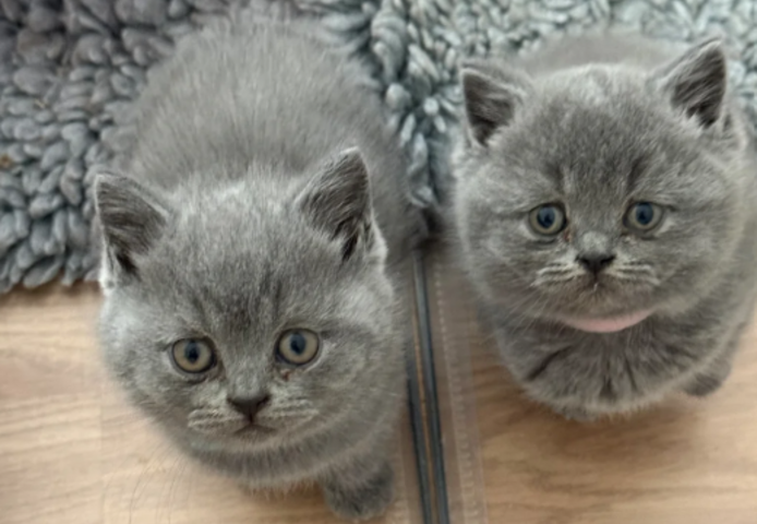 Reinrassige Britisch Kurzhaar, beide Eltern mit Stammbaum