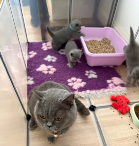 Reinrassige Britisch Kurzhaar, beide Eltern mit Stammbaum