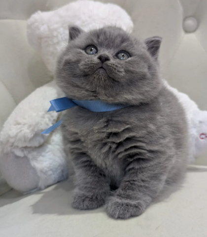 Reinrassige Britisch Kurzhaar, beide Eltern mit Stammbaum