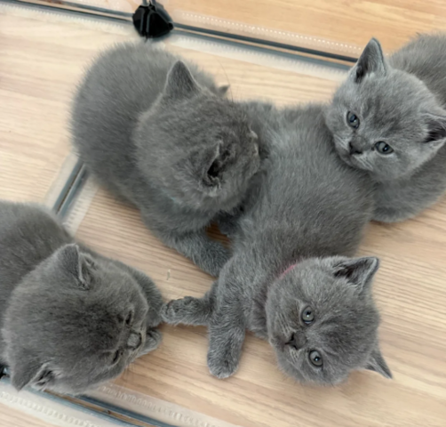 Reinrassige Britisch Kurzhaar, beide Eltern mit Stammbaum