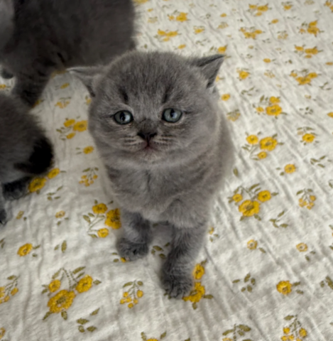 Reinrassige Britisch Kurzhaar, beide Eltern mit Stammbaum