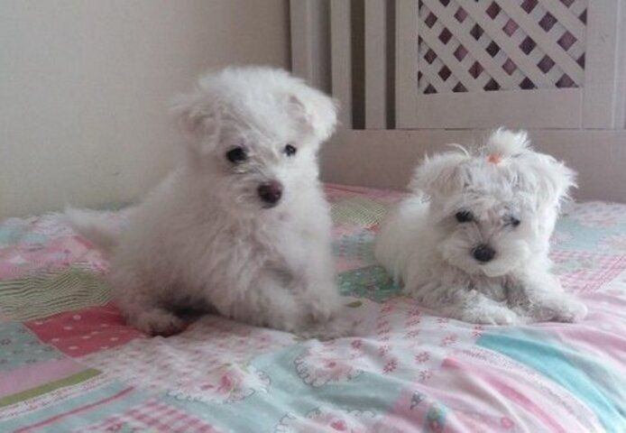 KC-registrierte Malteserwelpen