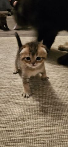 wunderschöne Katzen