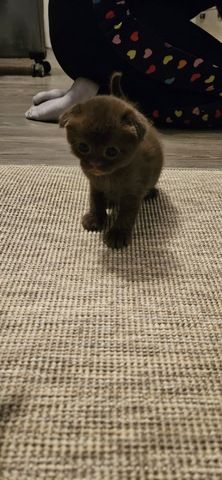 wunderschöne Katzen