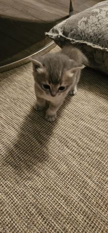 wunderschöne Katzen