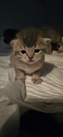 wunderschöne Katzen