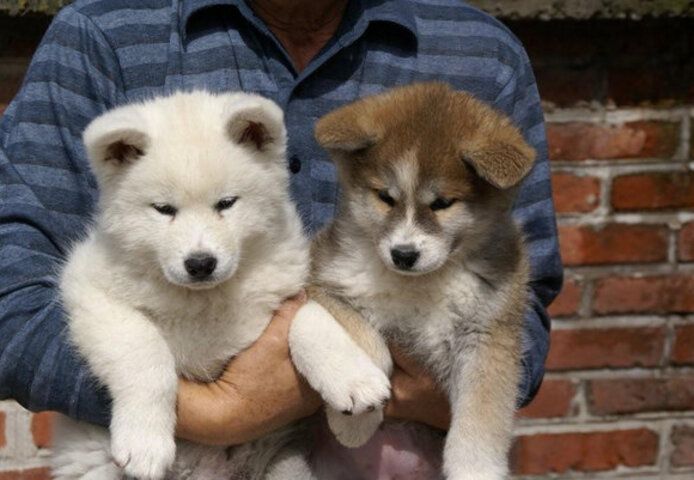Niedliche Akita-Welpen (Rüden und Hündinnen)