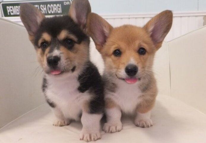 Welsh Pembroke Corgi Welpen abzugeben