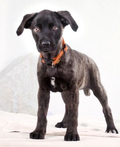 Natalia - sanftes und offenes Hundekind