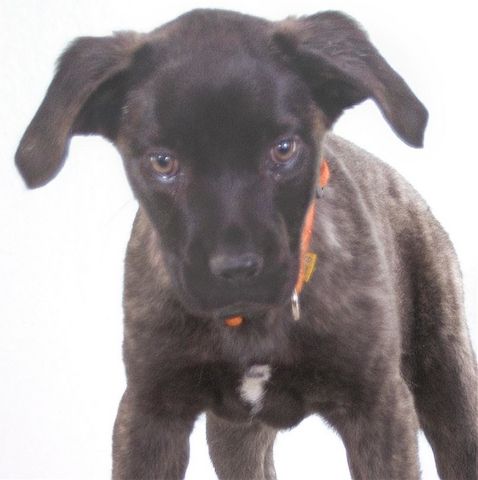 Natalia - sanftes und offenes Hundekind