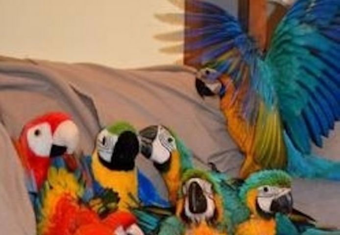 Blau- und Goldara-Papageien