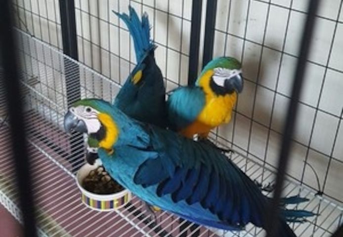Blau-Gelbe Aras bereit für ihr neues Zuhause