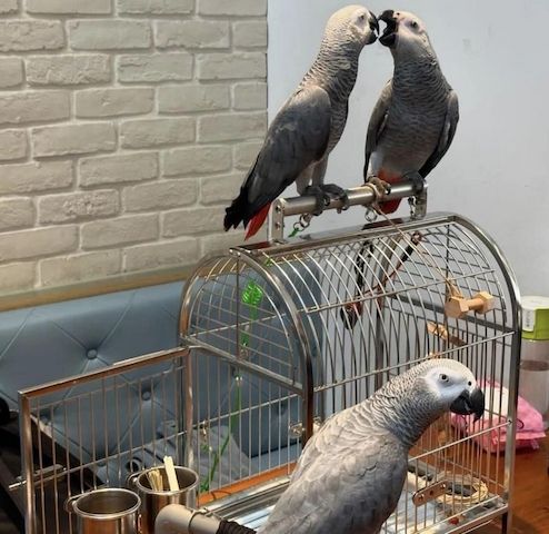 Afrikanische Graupapageien zur Adoption.