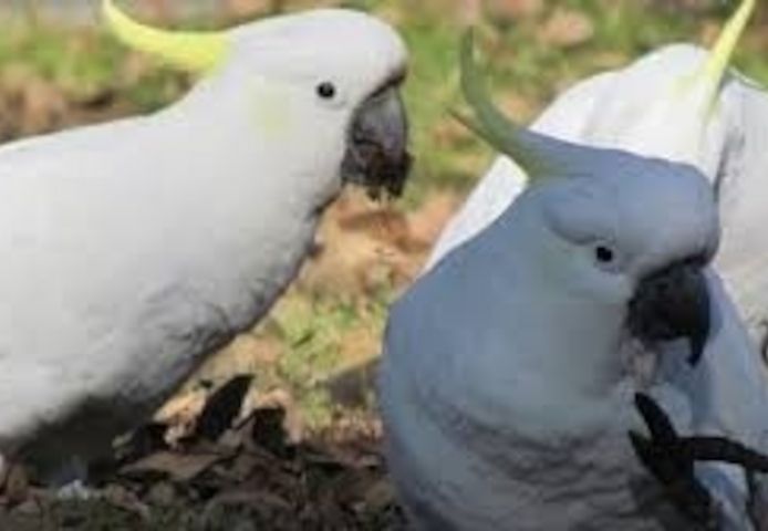 Wunderschöne männliche und weibliche Kakadus