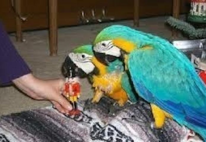 Wunderschöne blau-goldene Aras erhältlich