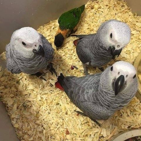 Junge Graupapageien ab sofort verfügbar.