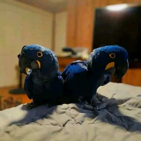 Hyazintharas sind jetzt verfügbar.