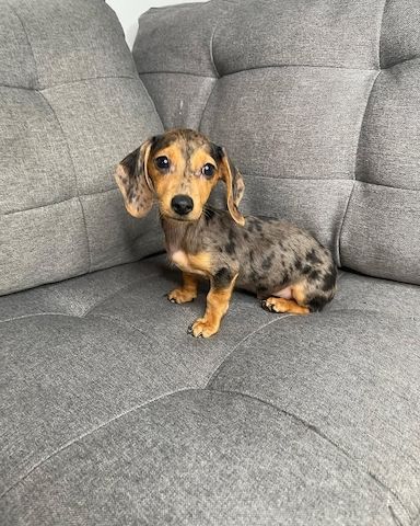 Wunderschöne Dackelwelpen zu verkaufen.