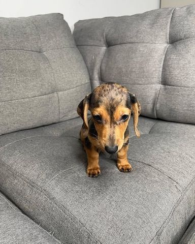 Wunderschöne Dackelwelpen zu verkaufen.