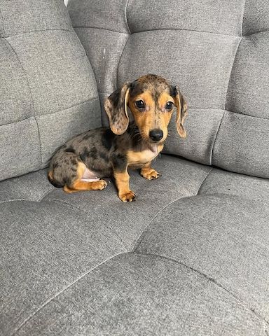 Wunderschöne Dackelwelpen zu verkaufen.