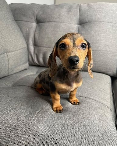 Wunderschöne Dackelwelpen zu verkaufen.