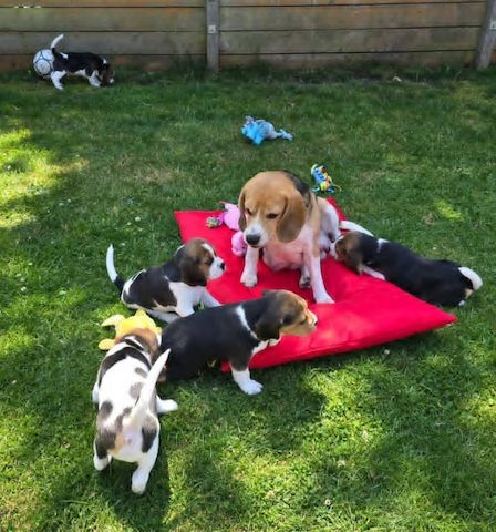 Wunderschöne Beagle-Welpen zu verkaufen.