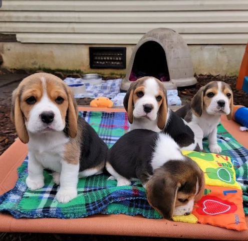 Wunderschöne Beagle-Welpen zu verkaufen.