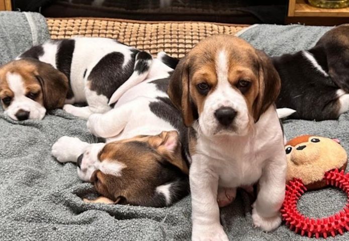 Wunderschöne Beagle-Welpen zu verkaufen.