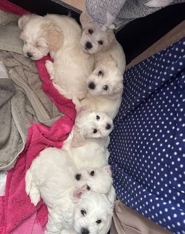 Bezaubernde Bichon Frisé Welpen zu verkaufen