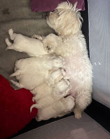 Bezaubernde Bichon Frisé Welpen zu verkaufen