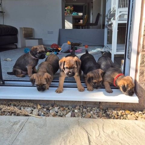 Liebevolle Border-Terrier-Welpen zu verkaufen.