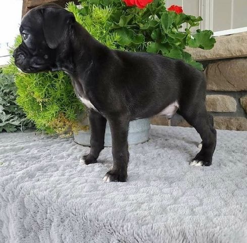 Wunderschöne Boxerwelpen zu verkaufen.