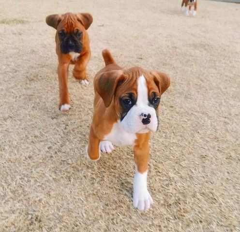 Wunderschöne Boxerwelpen zu verkaufen.