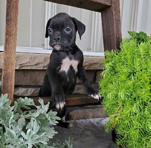 Wunderschöne Boxerwelpen zu verkaufen.