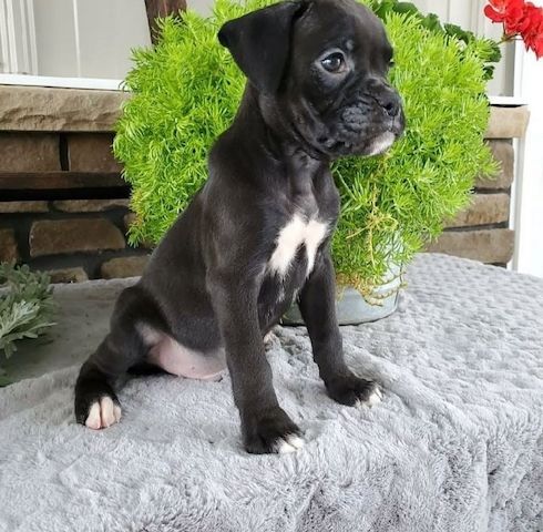 Wunderschöne Boxerwelpen zu verkaufen.