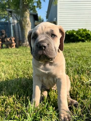 Süße Cane Corso Welpen zu verkaufen.