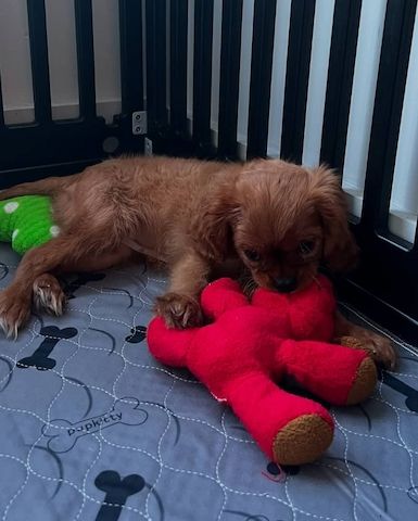 Bezaubernde Cavalier King Charles Spaniel Welpen zu verkaufen.