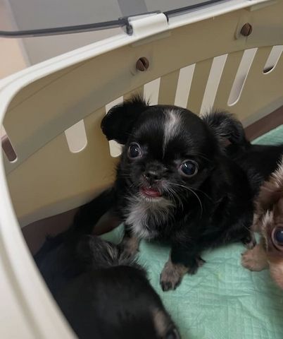 Liebevolle Chihuahua-Welpen zu verkaufen.