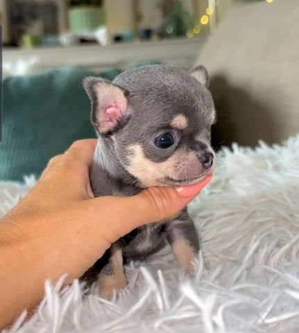 Liebevolle Chihuahua-Welpen zu verkaufen.