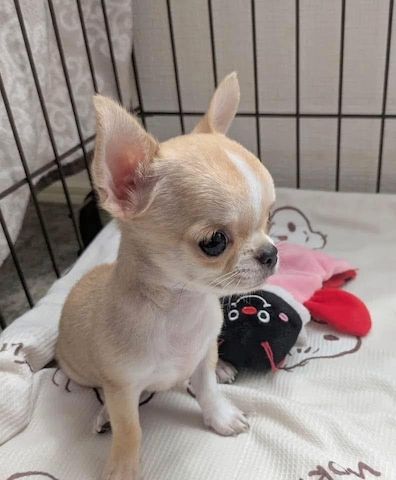 Liebevolle Chihuahua-Welpen zu verkaufen.