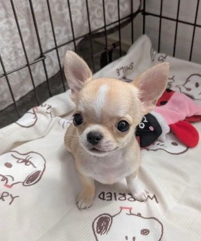 Liebevolle Chihuahua-Welpen zu verkaufen.