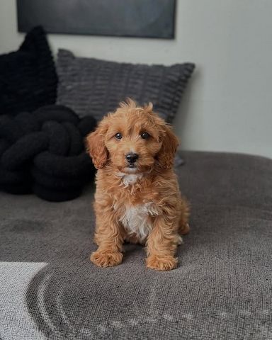 Süße Cavapoo-Welpen zu verkaufen.
